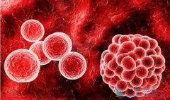 ����������ǰ�������ε�����ʳ