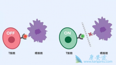 PD-1��PD-L1���Ƽ����ٴ�ʹ��������Щȱ��