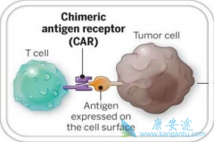 CAR-T�����Ʒ��ı���ŷ�޶Կ������ҳ������������ķ���