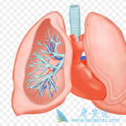 ��������(AFATINIB)���Ʒΰ����ߵ������ֲ���EGFRͻ��Ӱ��