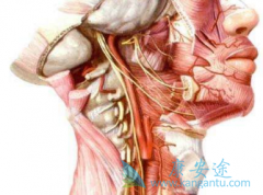 ���䵥��(nivolumab)��ʹͷ���������߻��30%��������������