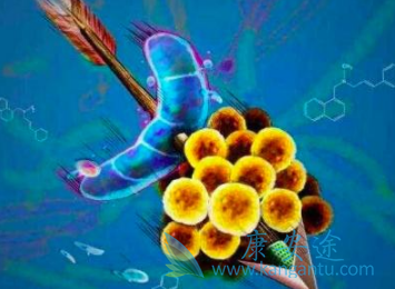 依维莫司 依维莫司