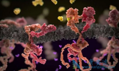 ����ҩ��������(LAPATINIB)�ܴٽ����ٰ�ϸ�������������