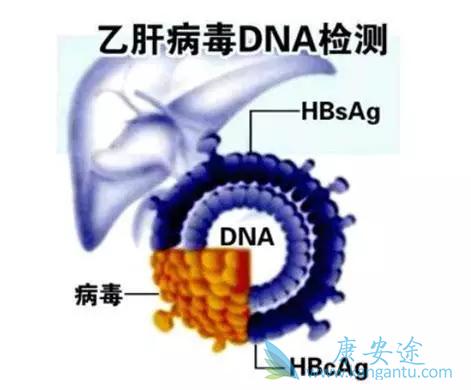 乙肝两对半 乙肝两对半