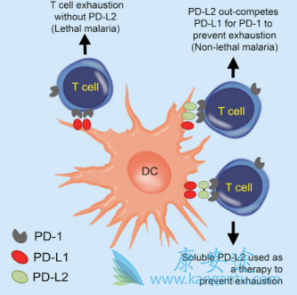 ��ķ����