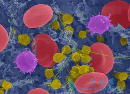 依鲁替尼 依鲁替尼