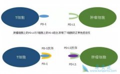 �ΰ����ߺ�ʱӦ�ý���PD-1���ƣ���Щ���߲��ʺϽ���PD-1���ƣ�