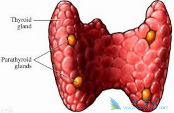 曲美替尼 曲美替尼