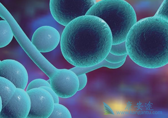 曲美替尼 曲美替尼