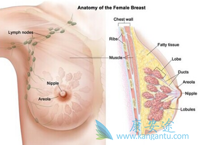乳腺癌内分泌治疗 乳腺癌内分泌治疗