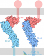 ���߸����ʹ��PD-1ҩ���������鵥��һ������ת���Է�Сϸ���ΰ�