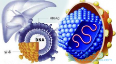 �Ҹ���ҩ��ŵ��Τ����(TAF)�ʺϻ��߳��ڷ�����