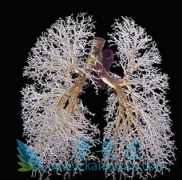 IPF�����ǰ�����̹Ƭ(AMBRISENTAN)�Ľ�����Ⱥ֮һ