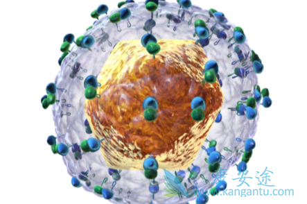 丙肝抗体 丙肝抗体