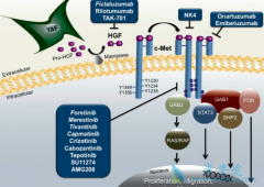 capmatinib���ϼ����������Ʒ�Сϸ���ΰ�������Ч��