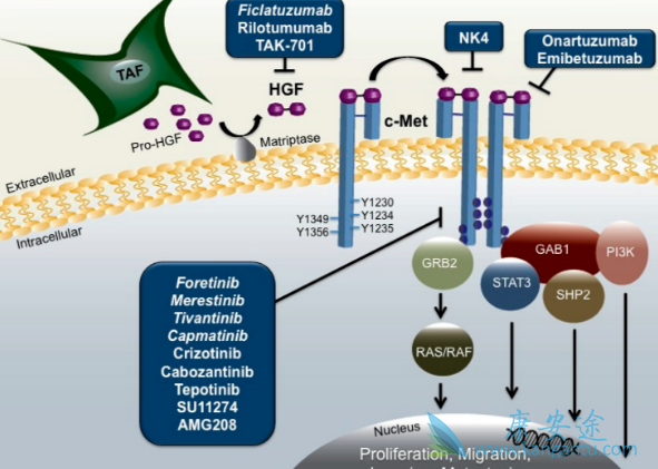 非小细胞肺癌 非小细胞肺癌