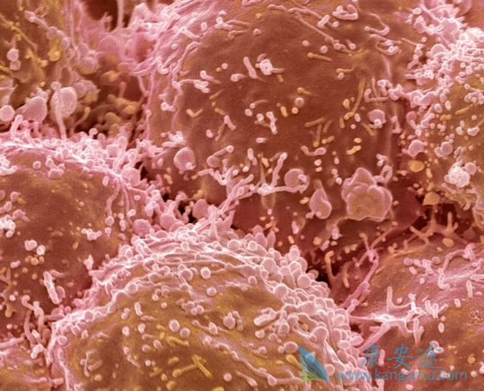 阿帕替尼 阿帕替尼