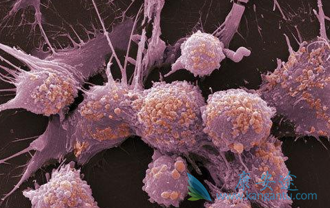 Pembrolizumab Pembrolizumab