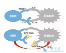 ʹ��PD-1�����Ʒ�������ߴ�����Щ������