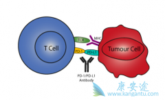 ���ڷΰ���ǰʹ��PD1ҩ�ﲻ�ᵼ������ʱ�䱻����