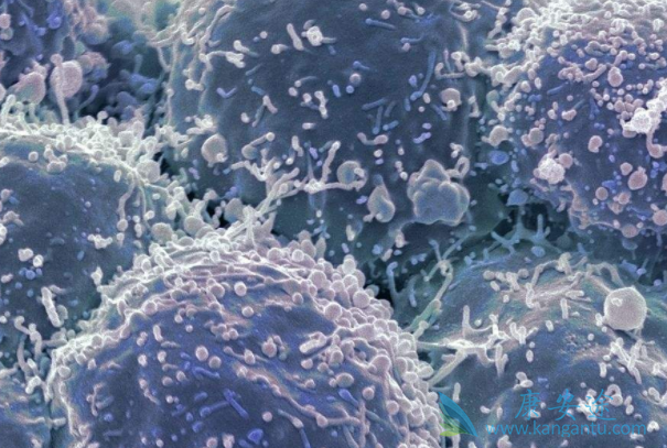 阿法替尼 阿法替尼