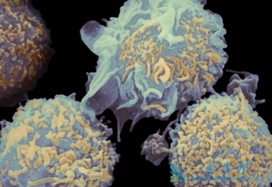 普纳替尼 普纳替尼