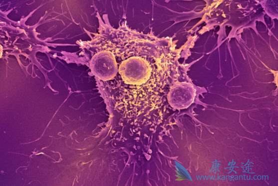 本妥昔单抗 本妥昔单抗