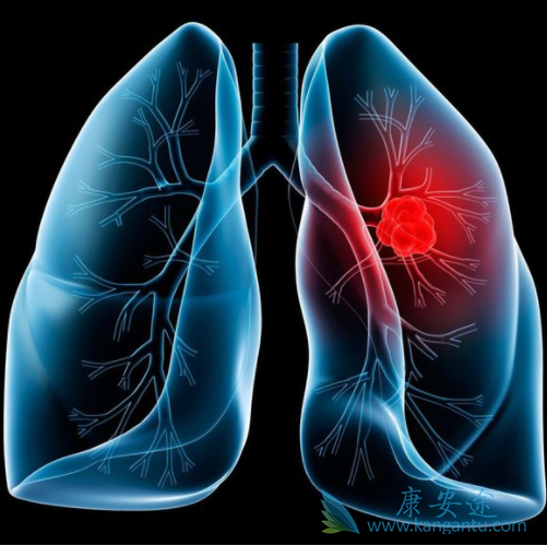 派姆单抗 派姆单抗