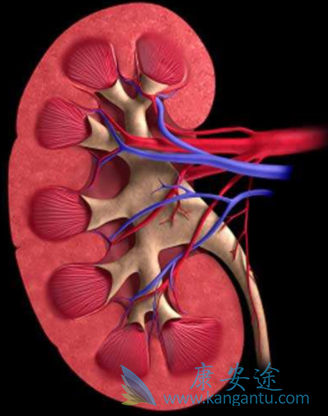 阿特朱单抗 阿特朱单抗