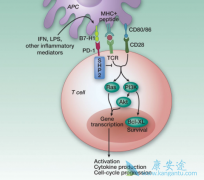 ����ʹ��PD-1���Ƽ����������֢״��ô����