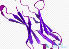 �˷�PD-1���Ƽ���ҩ�Ĺؼ���Ҫ����������