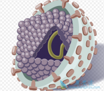 �����Ա��κ����Ʋ�Τ֮����ʲô��ϵ