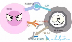 Ϊʲô˵���������Ʒ���PD-1���Ƽ��������ǹ��׵�