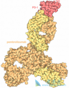 ����ʹ��PD-1(PD1)�����������ϸ����ֲӦ������������֢