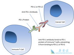 ��PD-1/PD-L1���Ƽ�Ϊ�����������Ʒ��ð�֢���߳�������Ϊ����