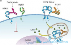 T-DM1(Kadcyla)������HER2���ٰ�����ҩ��ʤһ��