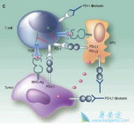 ����������PD1�������ÿ����ศ��ɵ�����