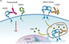 T-DM1�ǱȺ���͡/�����鵥�����õ�HER-2����ҩ