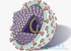 ��δ������β������ܲ��ܷ�ֹ���߱��δ�Ⱦ