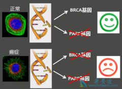 ��������(Niraparib)Ϊʲô��BRCAͻ�䰩ϸ���ر���Ч��