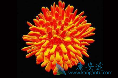 丙肝抗体 丙肝抗体