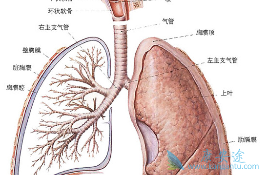 特发性肺纤维化的非药物治疗方法有哪些?
