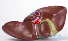 ���Ա��͸��׵��ٴ���Ϸ�������Щ��