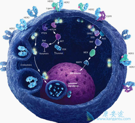 靶向治疗药物 靶向治疗药物
