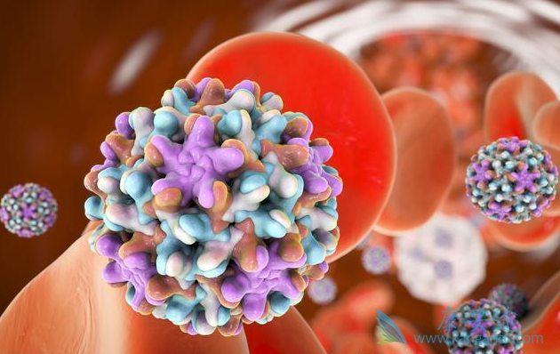 丙肝病毒 丙肝病毒