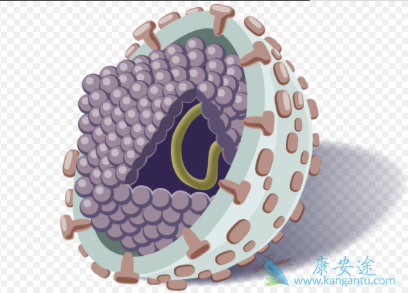 丙肝的危害 丙肝的危害
