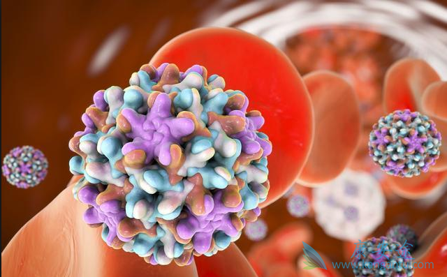 丙肝病毒 丙肝病毒