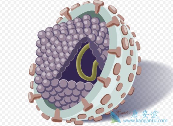 丙肝病毒 丙肝病毒