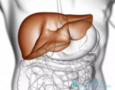 ������ҩ�����Ҹθ�Ӳ�������еĵ�λ