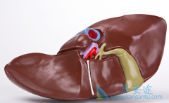 ��ʶ���γ���֢״����ǰ���ֱ��εĹؼ�